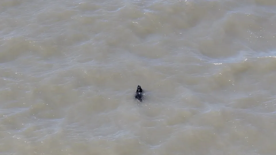 Cão desaparecido há semanas é resgatado enquanto nadava nos EUA; veja