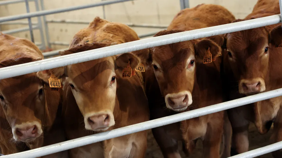 Empresários admitem risco do Brasil deixar de exportar carne para a UE