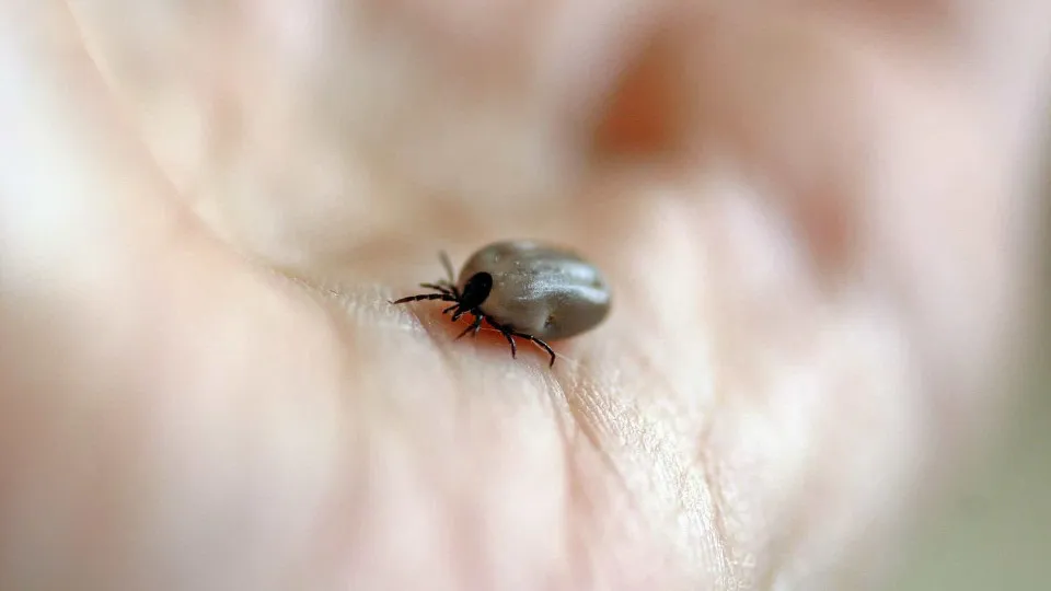 Mulher morre de febre maculosa no ABC; carrapatos foram encontrados em cães da vítima