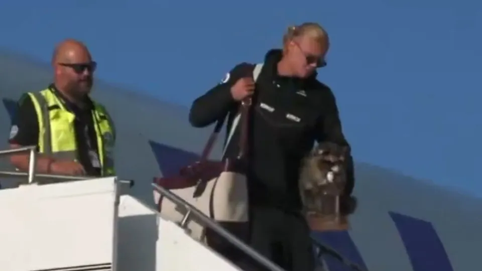 Haaland volta para casa com um guaxinim debaixo do braço; veja