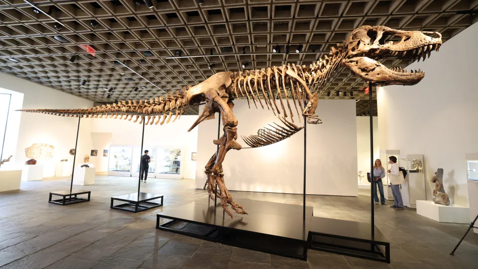 Gus, um dos maiores T-Rex, foi vendido por valor recorde: R$ 255 milhões