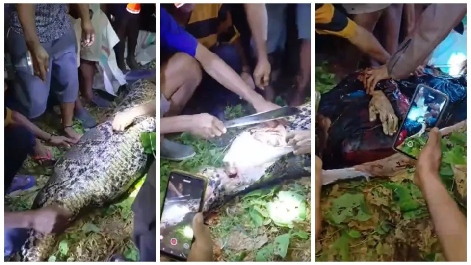 Imagens Fortes: Homem é devorado vivo por píton de 7 metros; vídeo