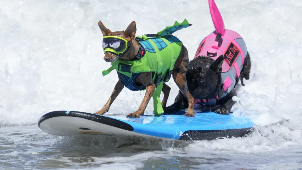 Cães desafiaram as ondas no Mundial de Surf Canino; veja as imagens