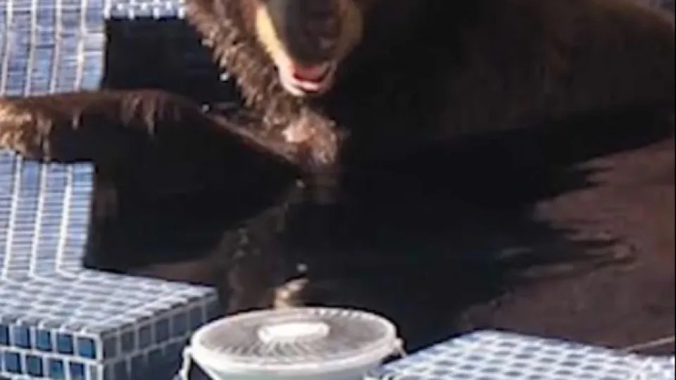 Urso-negro invade hidromassagem de casa e é filmado nos EUA
